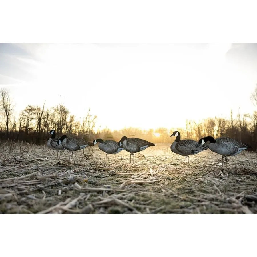 Higdon Outdoors Flats Canada Goose Silhouette Decoys for Waterfowl Hunting Weather Resistant Goose Decoys with Easy Carry Stake